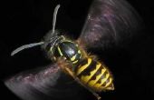 Hoe lang kan dode wespen Sting?
