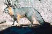 Gemeenschappelijke Gray Fox in Texas