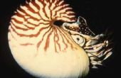 De verschillen tussen de Nautilus & Ammonite