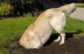 How to Fix hond gaten in het gras