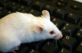 Informatie over witte muizen zoogdieren