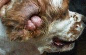 Hond oor groei