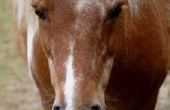 Symptomen van COPD in paarden