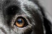 Cures voor Canine Eye infecties