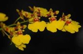 Wat te doen met een orchidee Plant na het bloeit