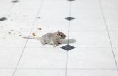 How to Get Rid van muizen in je huis