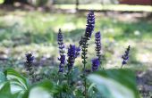 Hoe de zorg voor zwarte & blauwe Salvia