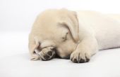 Slaapgewoonten van pups