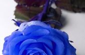 Hoe Dye blauw witte rozen