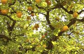 De levenscyclus van een Citrus Tree