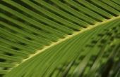 Trimmen van een Indoor Palm Plant