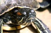 Hoe weet u of een Baby Red-Eared Slider schildpad mannelijk of vrouwelijk is