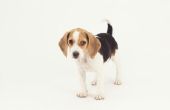 Profs & tegens van Beagle Puppies