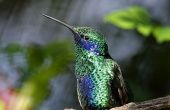 How to Build een vogelhuisje voor kolibries