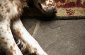 Bijwerkingen van Buprenex in een Canine