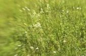 De gemiddelde zonlicht van het grasland bioom