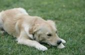 Hoe te behandelen Myasthenia Gravis bij honden