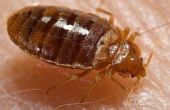 How to Kill Bed Bugs met Alcohol