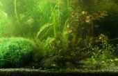 Soorten algen eters