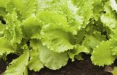 How to Grow Lettuce in een regengoot
