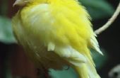 Gele vogel identificatie