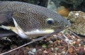 Hoe haak goudvis aas voor Catfish