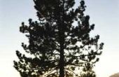 Wanneer dode takken van Pine bomen verwijderen
