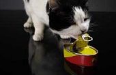 Katten met obsessieve eten gewoonten