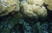 Feiten over het Phylum Porifera