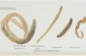 Hoe helpen Ringwormen uw gazon?