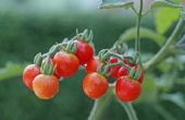 Hoe om te groeien Cherry tomaten in Containers