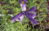 Hoe om Iris planten te identificeren