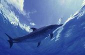 Wat zijn van een dolfijn Biomes & klimaat?