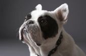 Hoe teken je een Franse Bulldog