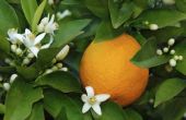 How to Grow sinaasappelbomen