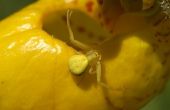 Hoe te identificeren van een gele Spider