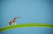 How to Get Rid van mieren met kaneel