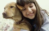 Benzodiazepine-gebruik bij honden