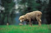Hoe te verhogen schapen voor het vlees