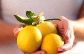 Hoe te snoeien van een boom met ingemaakte citroen