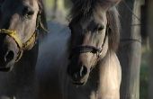 Hoe te behandelen Splints bij paarden
