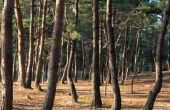 Hoe sterk Is Pine timmerhout?