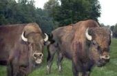 How to Raise Bison in North Carolina