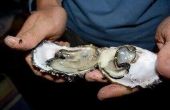 Hoe om te verpletteren oesterschelpen