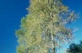 Poplar Tree groeitempo op jaarbasis