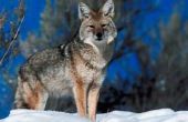 Wat zijn sommige Similarites en de verschillen tussen wolven en Coyotes?