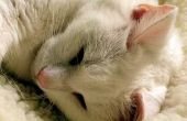 Nierfalen bij katten pijnlijk is?