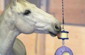 Hoe te houden van een paard uit verveling in de stal