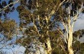 How to Plant eucalyptusbomen