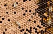 How to Get Rid van bijen in uw regengoot